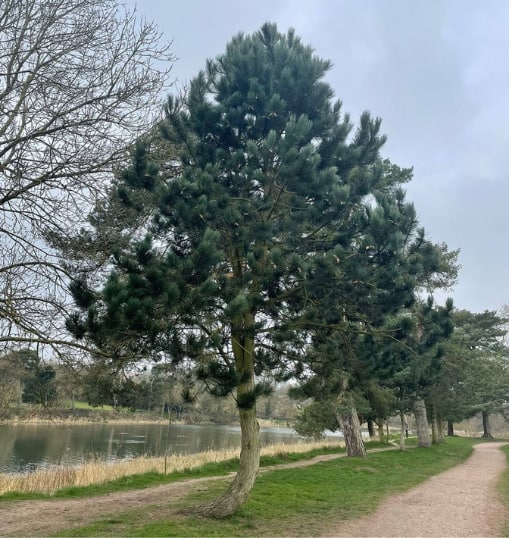 This is a photo of a Tree in Tunbridge Wells that has recently had crown reduction carried out. Works were undertaken by T Wells Tree Surgeons
