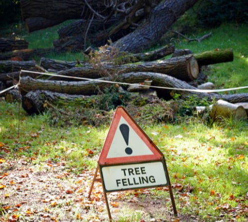 This is a photo of tree felling being crowned in Tunbridge Wells. All works are being undertaken by T Wells Tree Surgeons