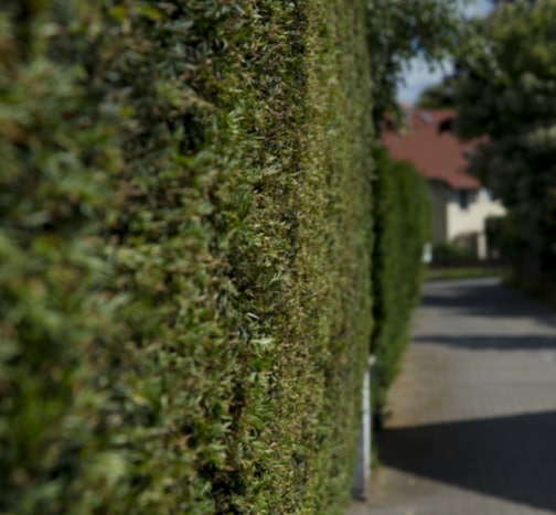 This is a photo of a hedge that has just been cut in Tunbridge Wells. All works are being undertaken by T Wells Tree Surgeons