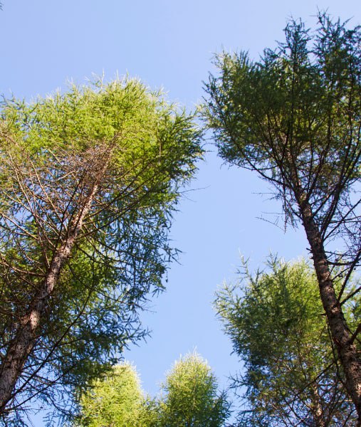 This is a photo of over grown trees needing crown reduction in Tunbridge Wells.